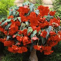 Sun Dancer™ Scarlet Orange Tuberous Begonia