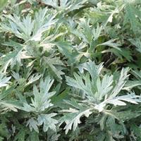 Artemisia Silver Lining