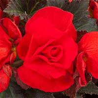 Adora Velvet Red Begonia