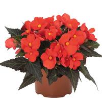 I'Conia Upright Red Begonia