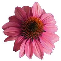 Echinacea Pollynation Pink Shades ApeX