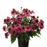 Echinacea Pollynation Pink Shades ApeX