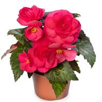 Limitless Dark Rose Tuberous Begonia