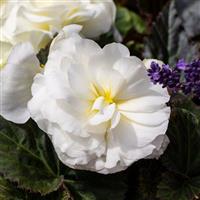 Limitless Cream Shades Tuberous Begonia