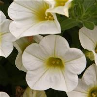 Bloomtastic White Calibrachoa