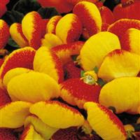 Dainty Red Yellow Calceolaria