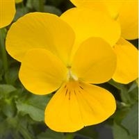 Rebelina Golden Yellow Viola