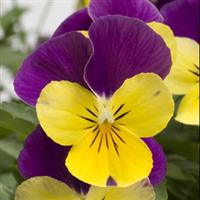 Rebelina Purple and Yellow Viola