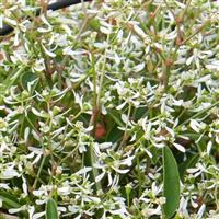 Loreen™ White Euphorbia