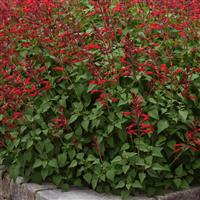 Roman Red Salvia