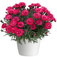 Early Love<sup>®</sup> Dianthus