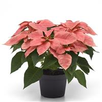 Pink Champagne Poinsettia