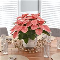 Pink Champagne Poinsettia