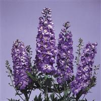 Delphinium Magic Fountains Lavender White Bee