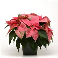 Christmas Beauty™ Pink Poinsettia