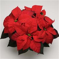 Christmas Beauty™ Red Poinsettia