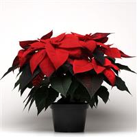 Christmas Beauty™ Red Poinsettia
