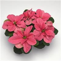 Christmas Mouse<sup>®</sup> Pink Poinsettia