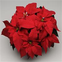 Christmas Season™ Red Poinsettia