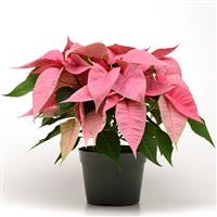 Christmas Joy™ Pink Poinsettia