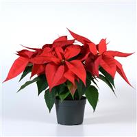 Christmas Joy™ Red Poinsettia