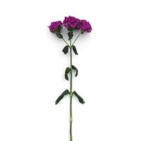 Amazon™ Neon Purple Dianthus