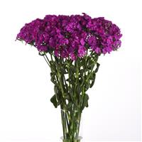 Amazon™ Neon Purple Dianthus