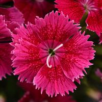 Ideal Select™ Raspberry Dianthus