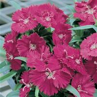 Ideal Select™ Rose Dianthus