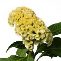 Act Lemon Cut Flower Celosia