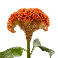 Act Orange Cut Flower Celosia