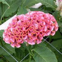 Act Pink Cut Flower Celosia