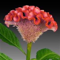 Act Rose with Orange Rim Cut Flower Celosia