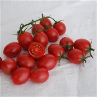 Raspberry Drop Tomato