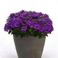 Cadet Upright™ Violet Blue Verbena