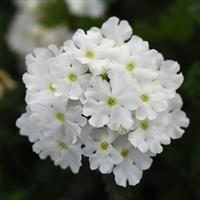 Cadet Upright™ White Verbena