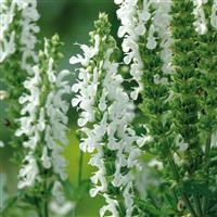 Salvia nemorosa Lyrical™ White