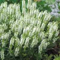Salvia nemorosa Lyrical™ White