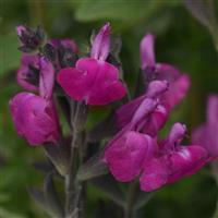 Salvia Arctic Blaze<sup>®</sup> Purple