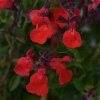 Salvia Arctic Blaze<sup>®</sup> Red