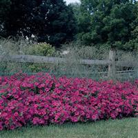 Tidal Wave<sup>®</sup> Hot Pink Spreading Petunia