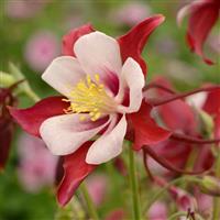 Aquilegia Swan Red And White