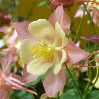 Aquilegia Swan Pink And Yellow