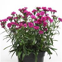 Dynasty Orchid Dianthus