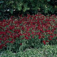Dynasty Red Dianthus