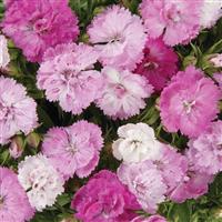 Dynasty Pink Magic Dianthus