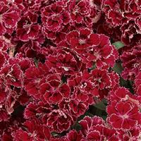 Dynasty Rose Lace Dianthus