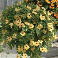 Susie™ Yellow With Eye Thunbergia
