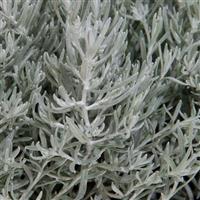 Silver Stitch Helichrysum