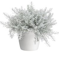 Silver Stitch Helichrysum